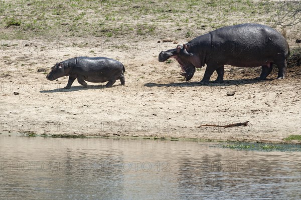 Hippopotamus (Hippopotamus amphibius) female with young