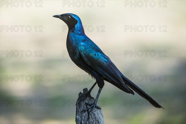 Burchell's starling (Lamprotornis australis)