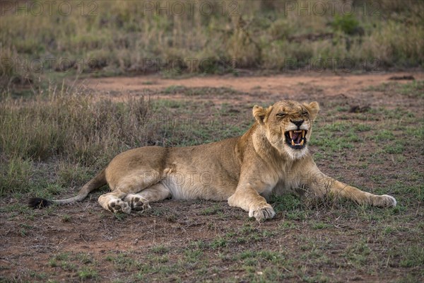 Lioness (Panthera leo) baring teeth