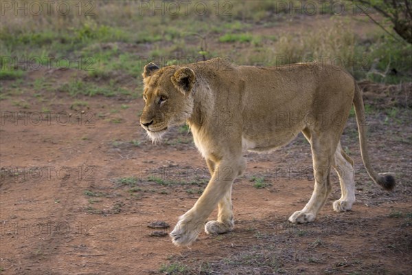 Lioness (Panthera leo)