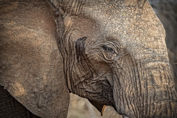 African Elephant (Loxodonta africana)