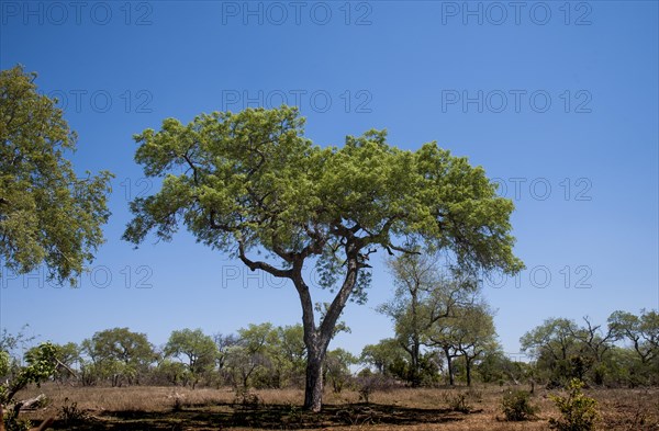 Marula tree