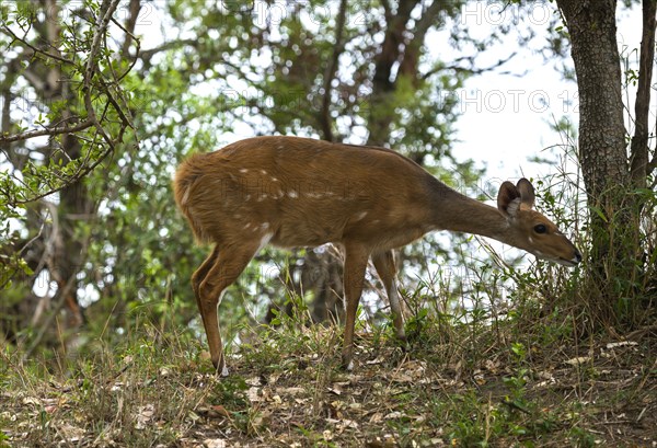 Bushbuck (Tragelaphus scriptus)