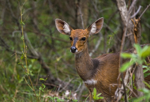 Bushbuck (Tragelaphus scriptus)