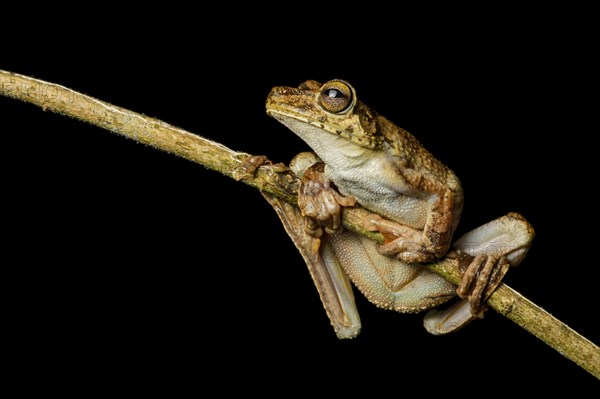 Rosenberg's tree frog (Hypsiboas rosenbergi)