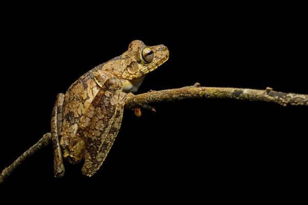 Rosenberg's tree frog (Hypsiboas rosenbergi)