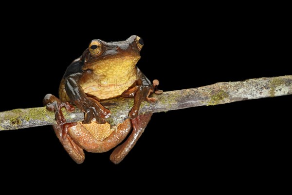 Surinam golden-eyed tree frog (Trachycephalus coriaceus)