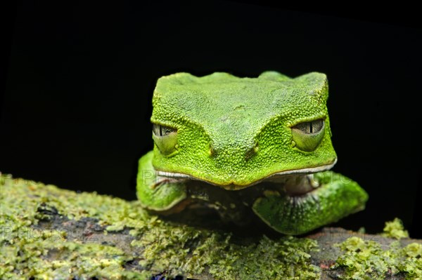 White-lined leaf frog (Phyllomedusa vaillantii)