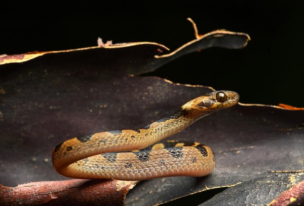 Northern cat-eyed snake (Leptodeira septentrionalis)