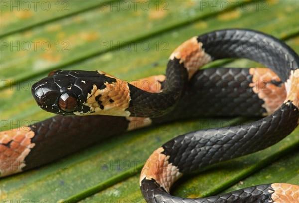 Juvenile graceful snail-eater (Dipsas gracilis)