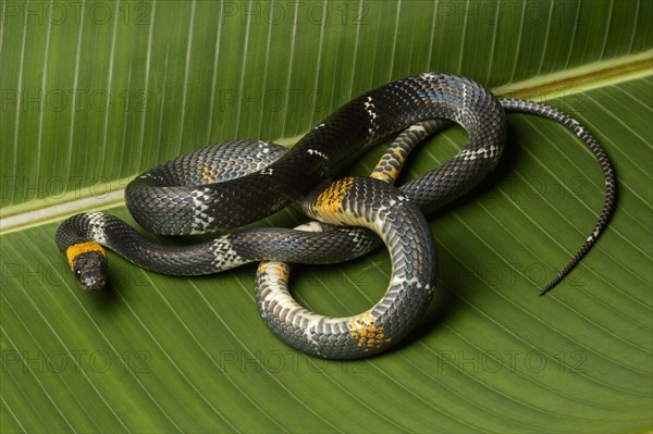 Tschudi's false coral snake (Oxyrhopus melanogenys)