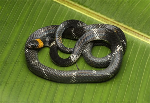 Tschudi's false coral snake (Oxyrhopus melanogenys)