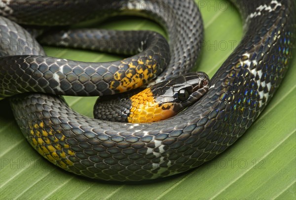 Tschudi's false coral snake (Oxyrhopus melanogenys)