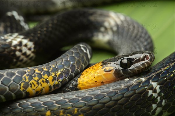 Tschudi's false coral snake (Oxyrhopus melanogenys)