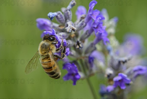 Western honey bee (Apis mellifera) gathering nectar from a lavender flower