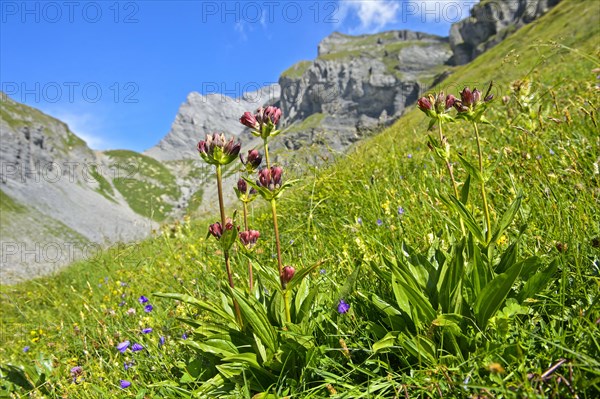 Purple gentian (Gentiana purpurea)