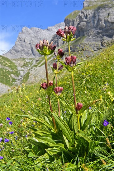 Purple gentian (Gentiana purpurea)