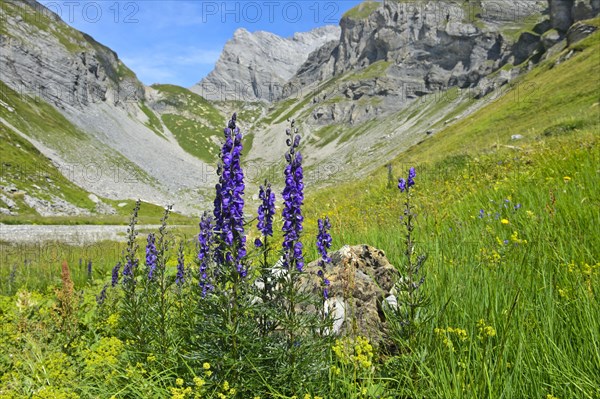 Monk's-hood (Aconitum napellus)