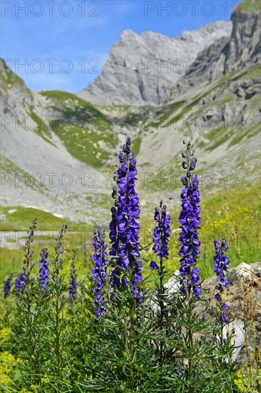 Monk's-hood (Aconitum napellus)