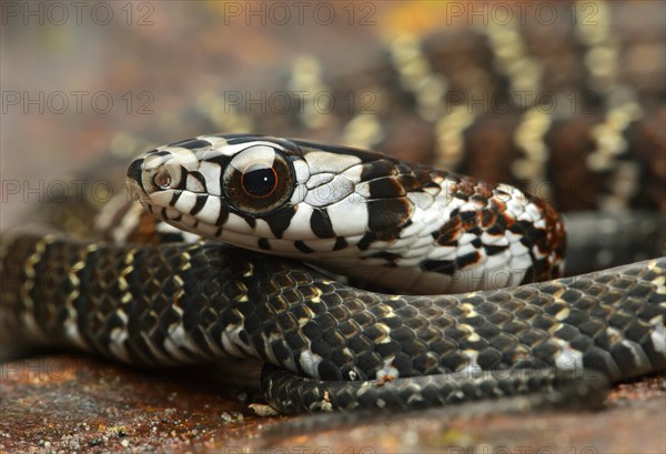 Tawny Forest Racer (Dendrophidion dendrophis)