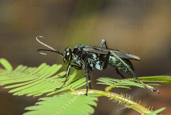 Neotropical potter wasp (Vespidae)