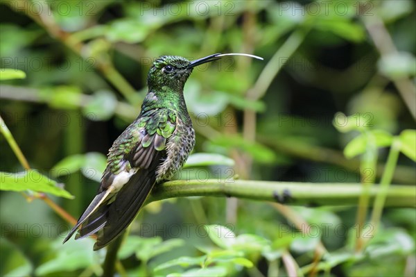 Buff-tailed coronet (Boissonneaua flavescens)