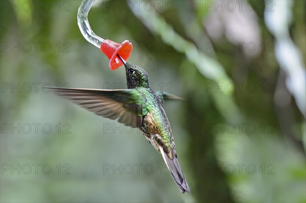 Buff-tailed coronet (Boissonneaua flavescens