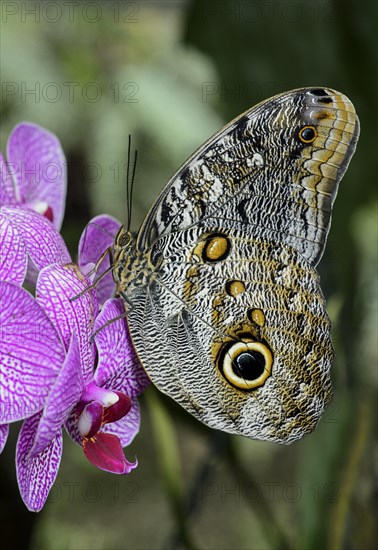 Owl butterfly (Caligo eurilochus)