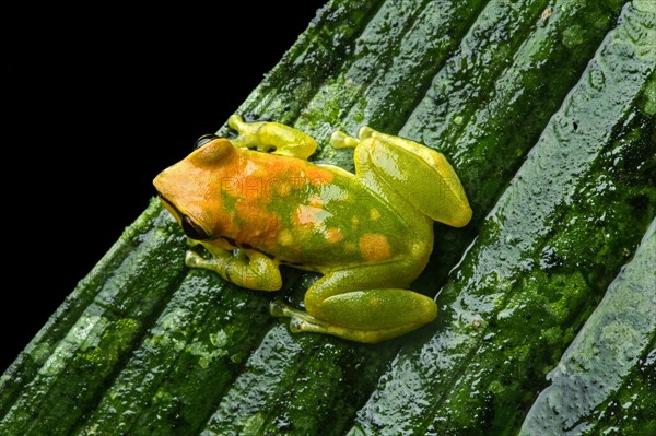 Neotropical frog (Pristimantis acuminatus