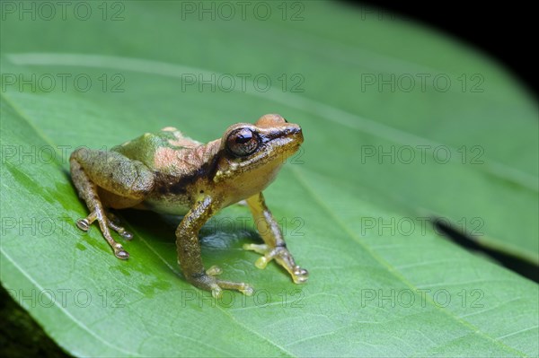 Neotropical frog (Pristimantis acuminatus