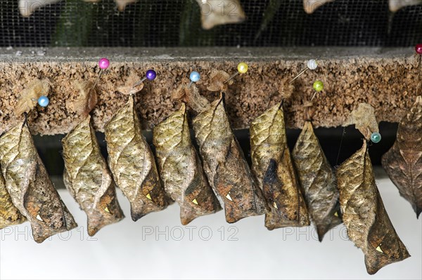 Pupae (Chrysalises) of an owl butterfly (Caligo sp.)