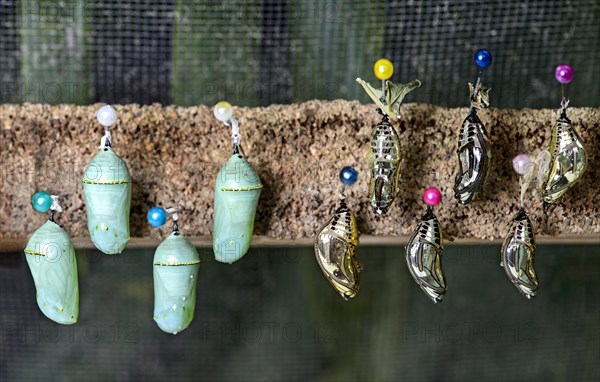 Butterfly pupae (Chrysalises) of Tarricina Longwing (Tithorea tarricina)