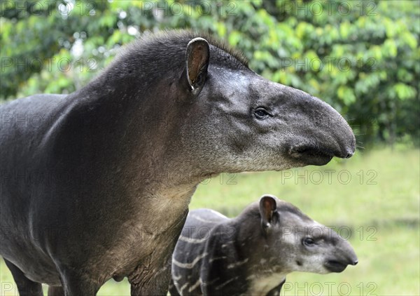 South American tapir (Tapirus terrestris)