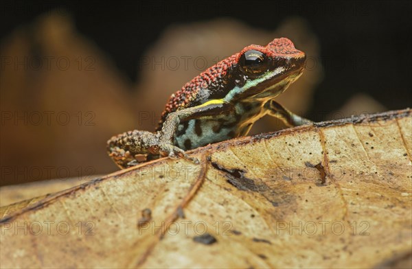 Sanguine poison frog or Zaparo's poison frog (Allobates zaparo)