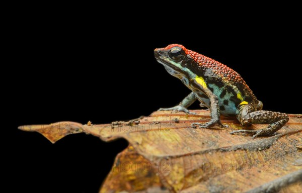 Sanguine poison frog or Zaparo's poison frog (Allobates zaparo)