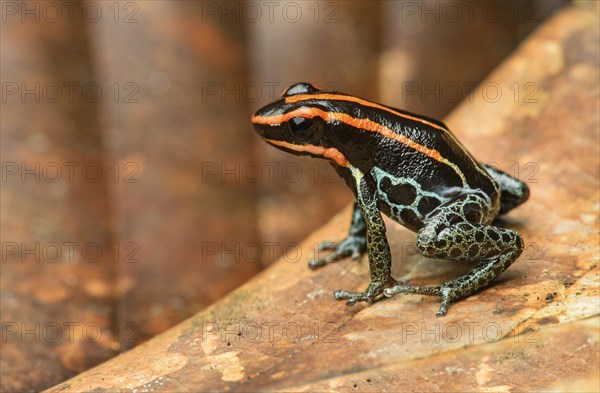 Sanguine poison frog or Zaparo's poison frog (Allobates zaparo)