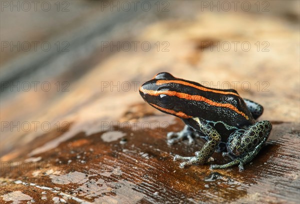 Sanguine poison frog or Zaparo's poison frog (Allobates zaparo)