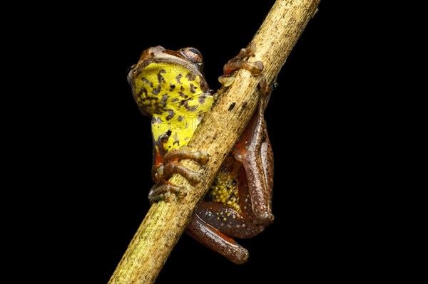 Executioner Clownfrog (Dendropsophus carnifex)