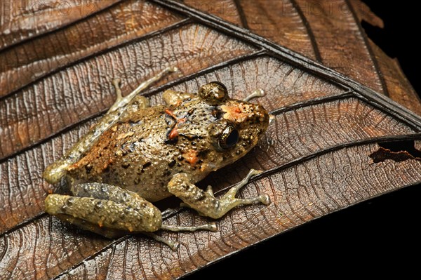 Executioner Clownfrog (Dendropsophus carnifex)