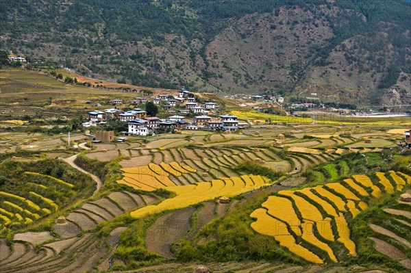 Yellow rice fields