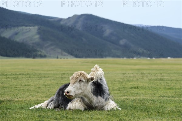 Black and white yak (Bos mutus)