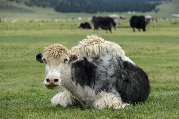 Black White yak (Bos mutus)