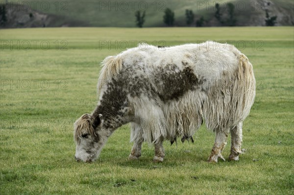 Grazing light brown yak (Bos mutus) with long-haired fur