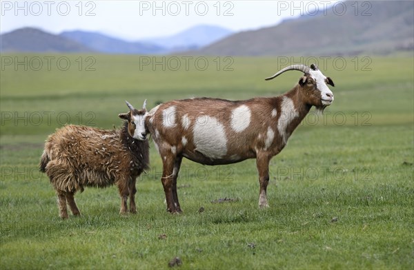 Brown and white cashmere goat with young