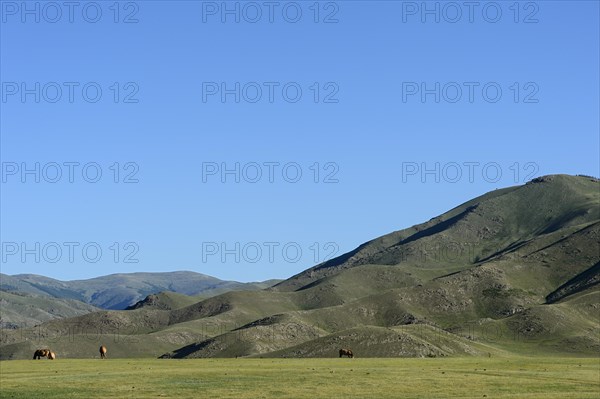 Horses on pasture