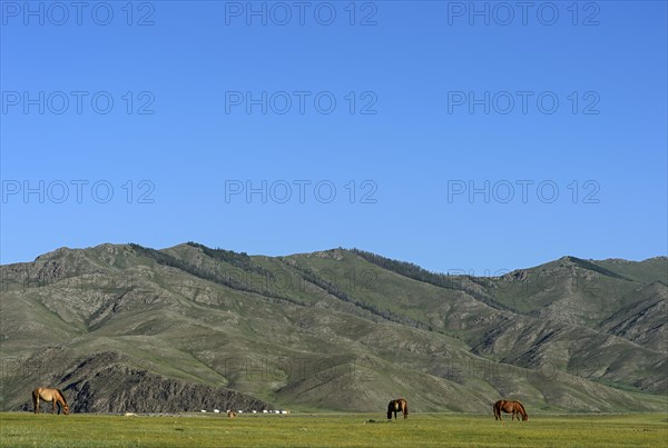 Horses on pasture