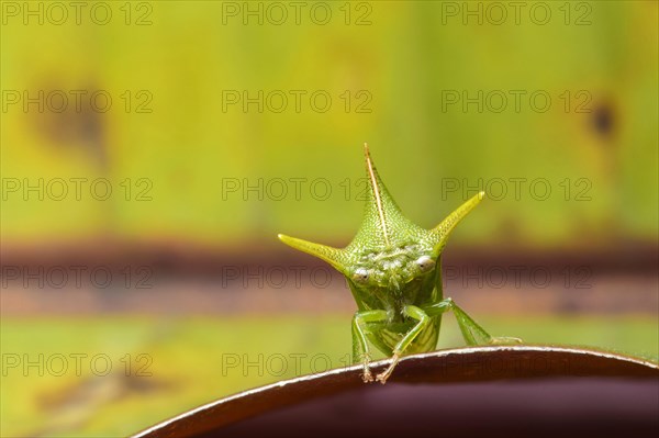 Treehopper (Alchisme grossa)