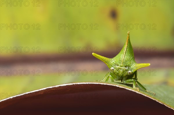 Treehopper (Alchisme grossa)