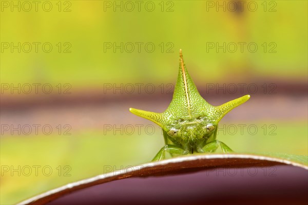 Treehopper (Alchisme grossa)