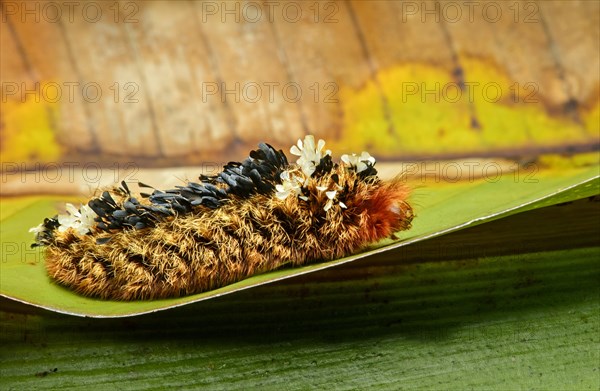 Shag carpet caterpillar (Tarchon felderi)